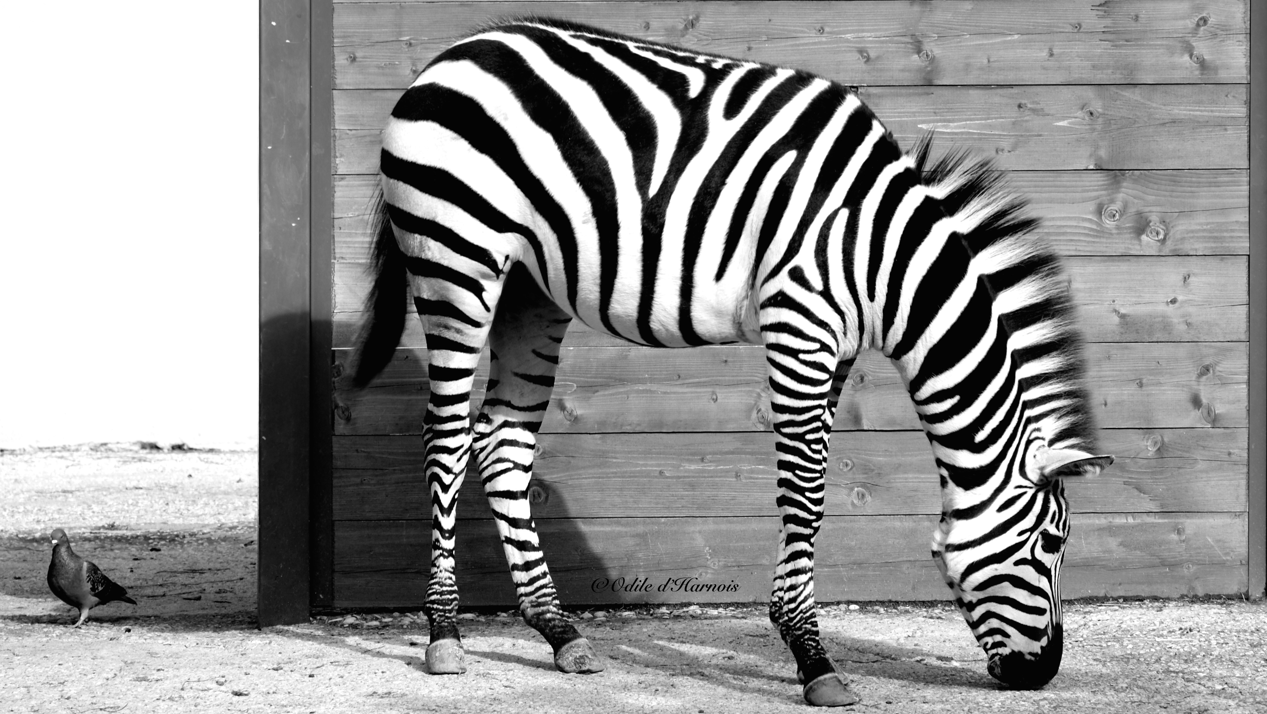 poesie zebre robert desnos